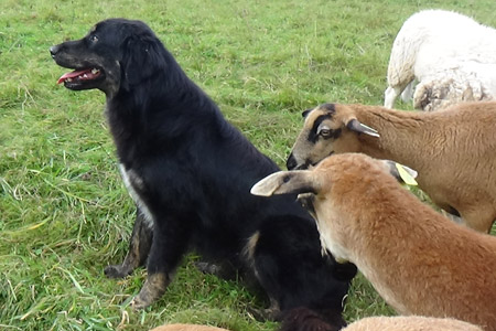 Berger de Sila au milieu du troupeau