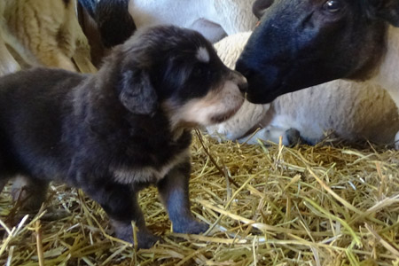 chiot berger de Sila et brebis