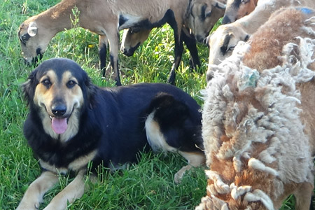 Berger de Sila, chien de protection de troupeau