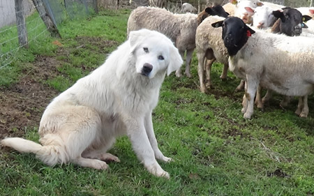Berger des Abruzzes, chien de protection de troupeau