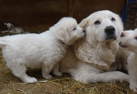 Mère et chiots bergers des Abruzzes LOF
