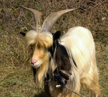 Chèvre des fossés, bouc