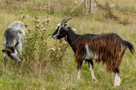 Chèvres des fossés en plein débrousaillage