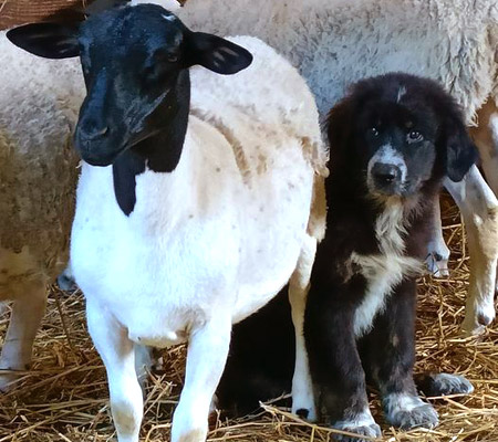 Chiot berger de Sila du Rouvet et un mouton