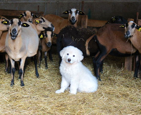 Chiot berger des Abruzzes du Rouvet au milieu des moutons