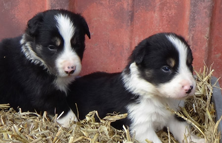 Chiots border collie LOF