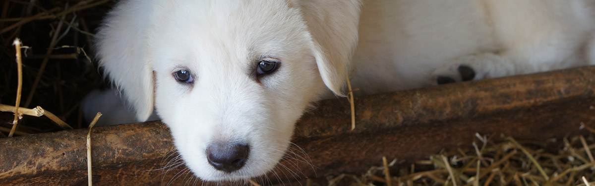 Portées et chiots bergers des Abruzzes LOF en Corrèze