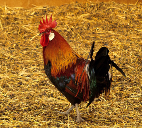 Volailles gauloises dorées disponibles