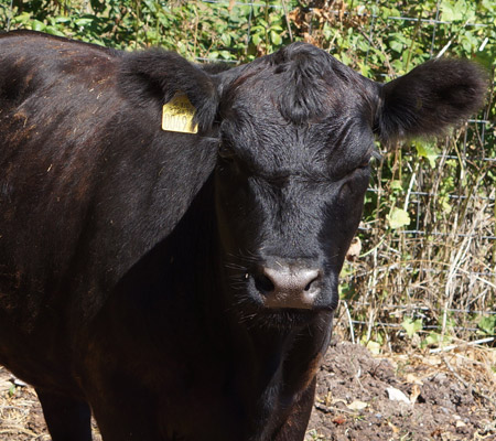 Elevage de bovins Australian Lowline en Corrèze