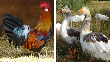 Elevage avicole de poules gauloises dorées et oies normandes