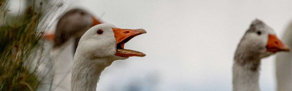 Ferme du Rouvet : élevage avicole d'oies normandes