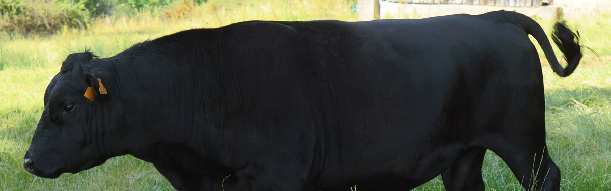 Ferme du Rouvet : élevage bovin d'australian lowlines