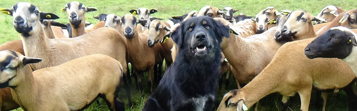 Ferme du Rouvet : éleveurs de bergers de Sila