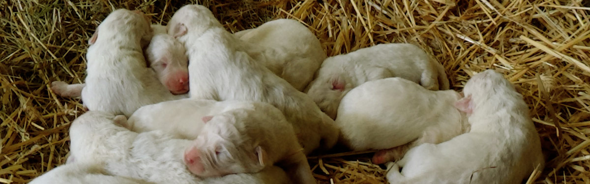Portées et chiots bergers des Abruzze LOF de la ferme du Rouvet