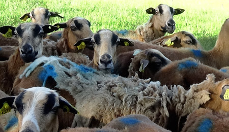 Bélier, brebis, agneau et agnelles barbados blackbelly disponibles