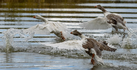 Envol d'oies normandes