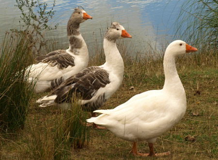 Oies et jars normands