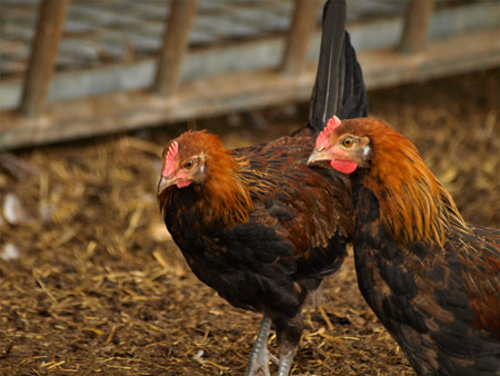 Poules gauloises dorées