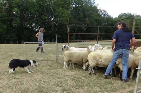 Formations chiens de conduite de troupeau