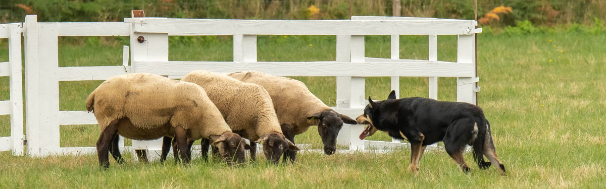 La ferme du Rouvet propose des stages troupeau VIVEA