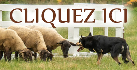 Infos stages troupeau VIVEA