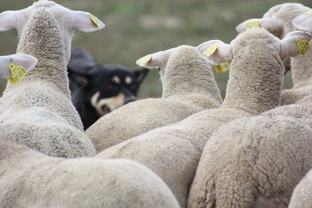 Stages VIVEA Esprit Troupeau