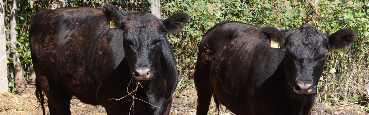 Les vaches et veaux Australian Lowline disponibles en Corrèze