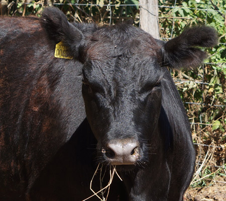 Vaches Australian Lowline en Corrèze