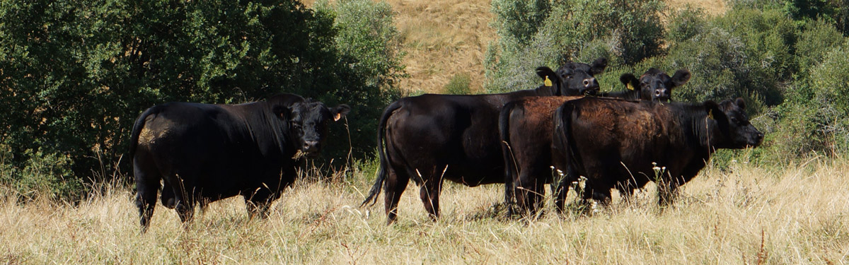 Troupeau de vaches Australian Lowlines de la Ferme du Rouvet
