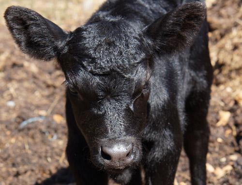 Veaux de race australian lowline disponibles